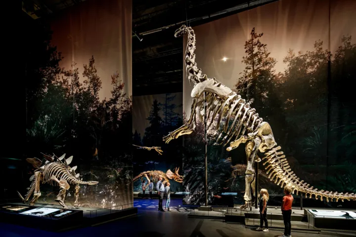 Camarasaurus en andere dino's in zaal Dinotijd in Naturalis