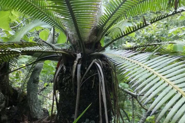 Dioon cycade in het wild 