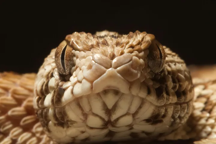 Het gif van een West-Afrikaanse tapijtadder (Echis ocellatus) is een van de vier soorten gif waarmee de werking van het nieuwe 3D-bloedvatmodel is getest (credit: Wolfgang Wuster).
