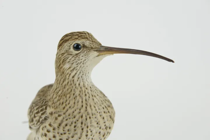 Opgezette dunbekwulp