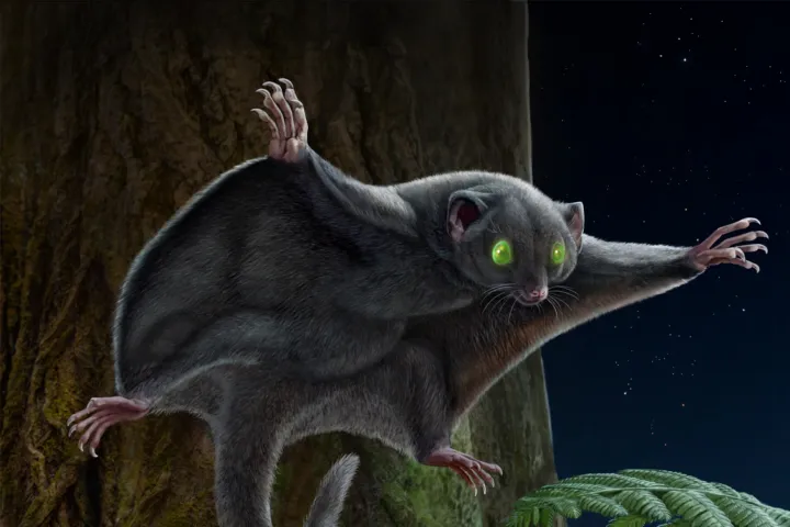 Donkere oerzoogdieren. Credit: Chuang Zhao & Ruoshuang Li. 