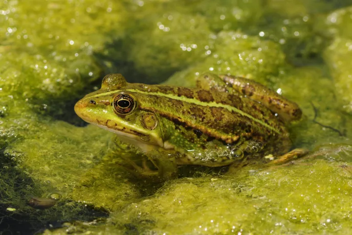 Marsh frog
