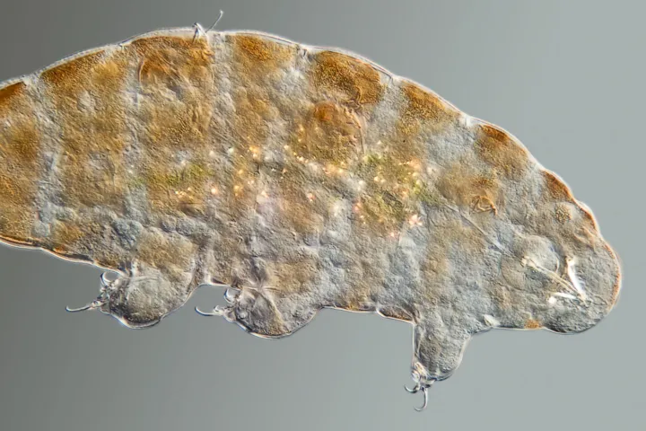 Microscopische foto beerdiertje