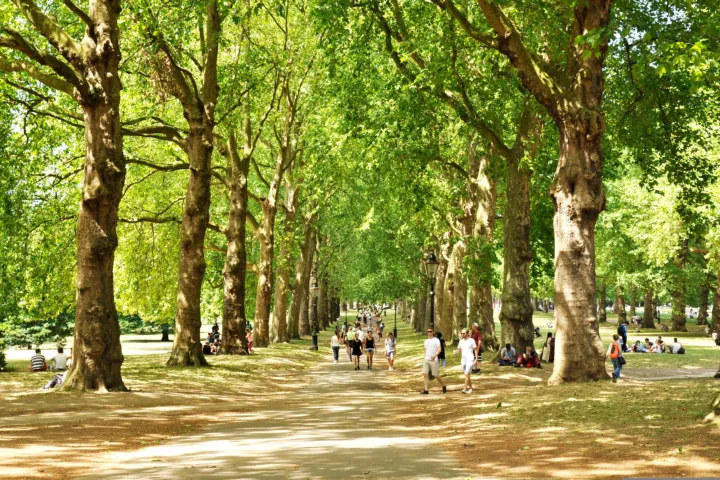 Bomen in de stad