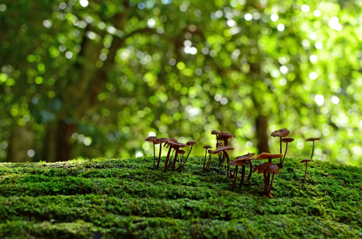 Fungi