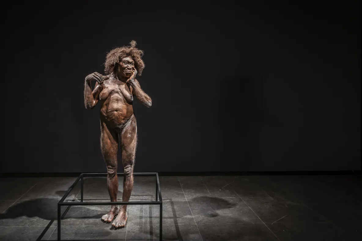 Homo erectus in Naturalis