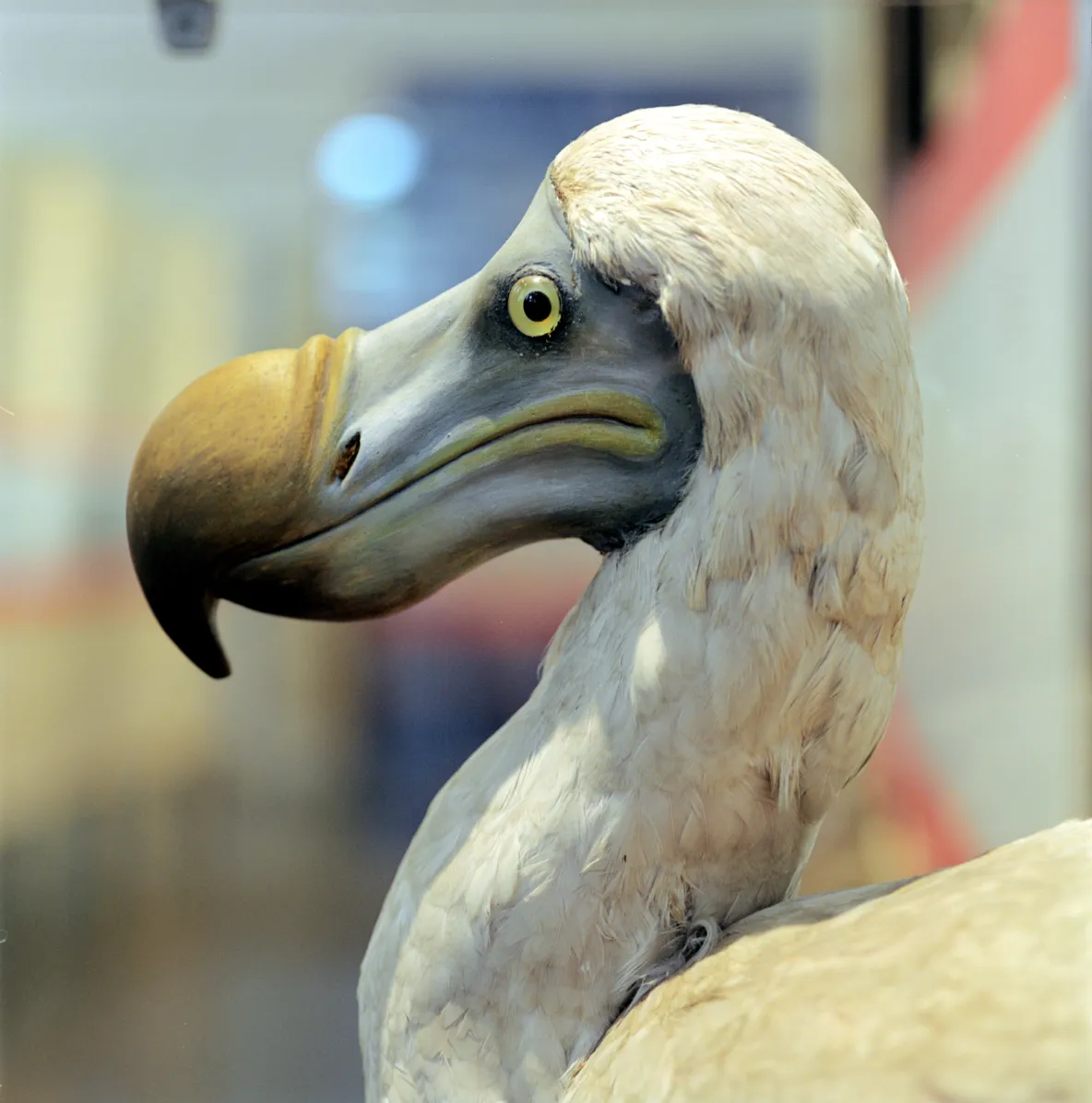 Dodo