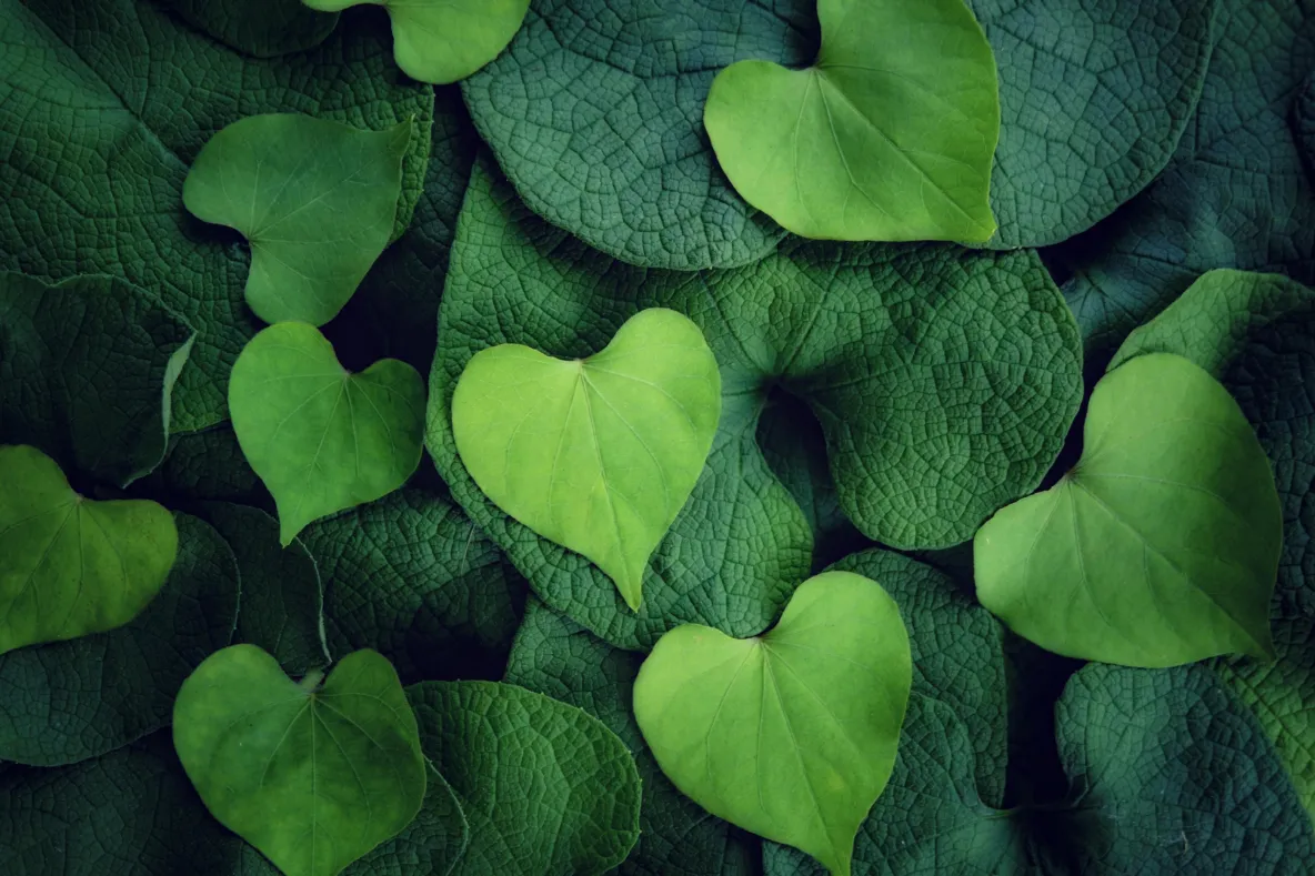 Leaves shaped like a heart