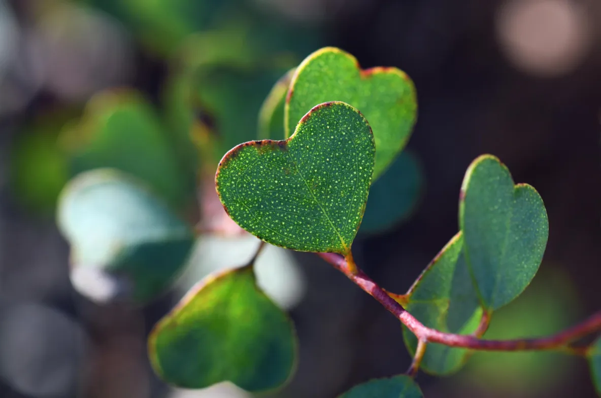 Leaves on a stick