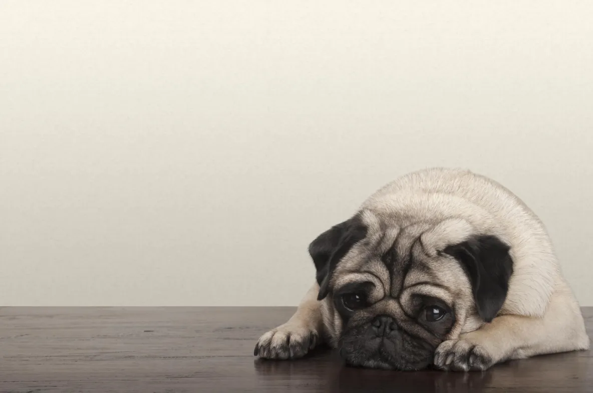 Hond