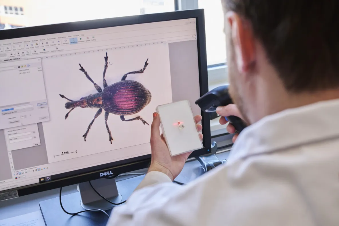 Insect scanner