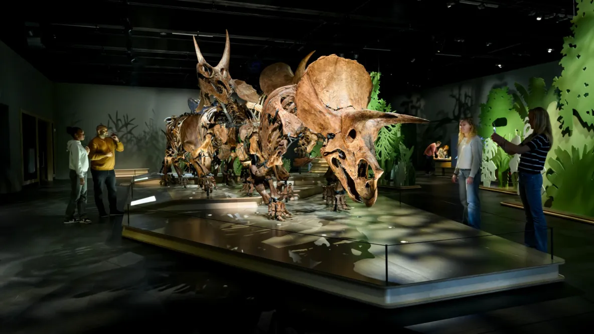 Triceratopskudde van Naturalis