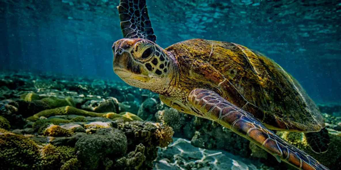 Turtle