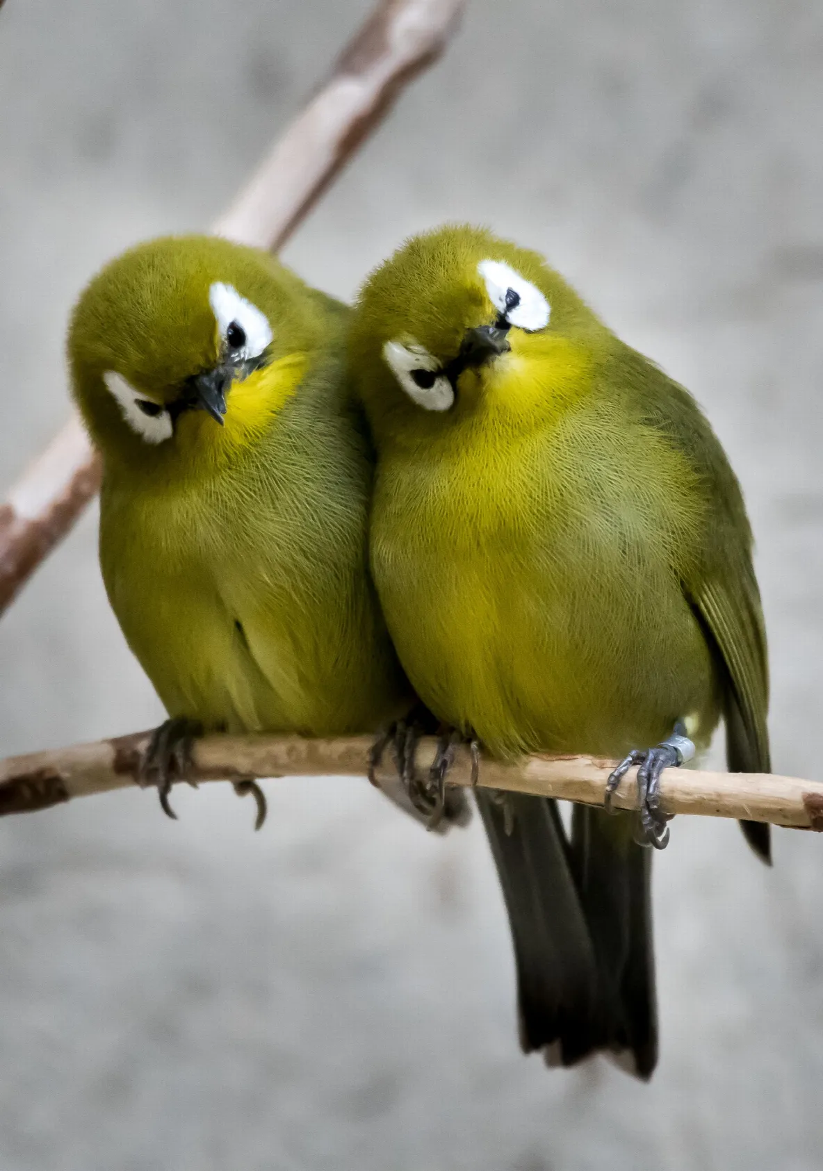 Twee vogels op een tak