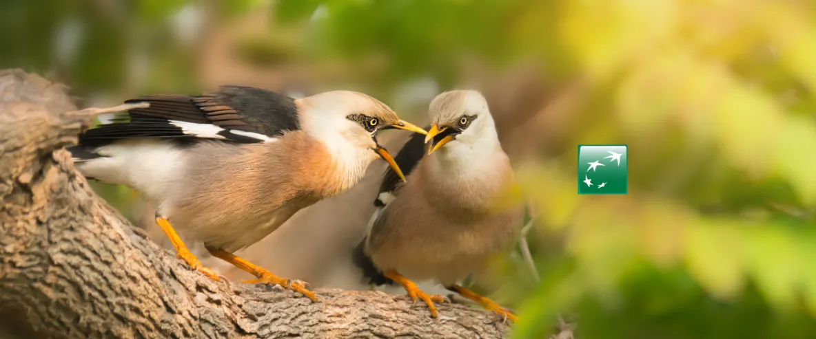 Twee vogels