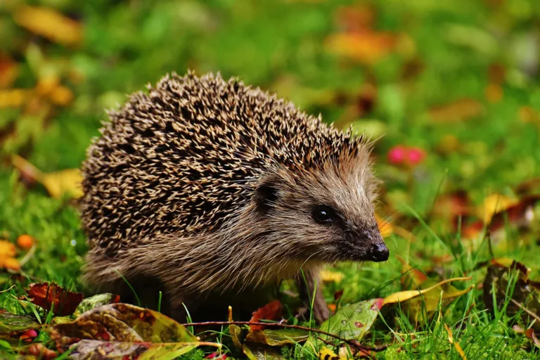 Egel