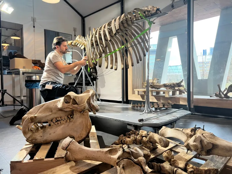 Restauration of a hippo skeleton