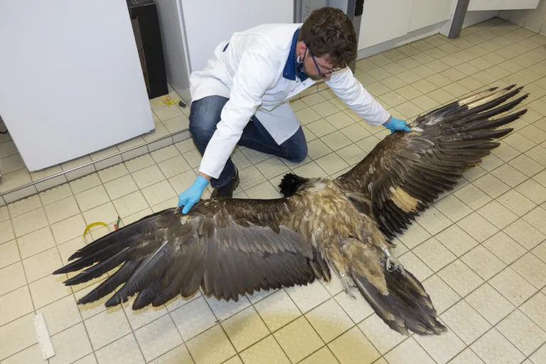 Lammergier Angèle op de vloer in een lab