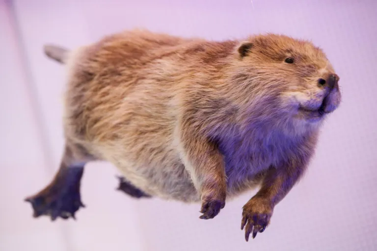 Bever