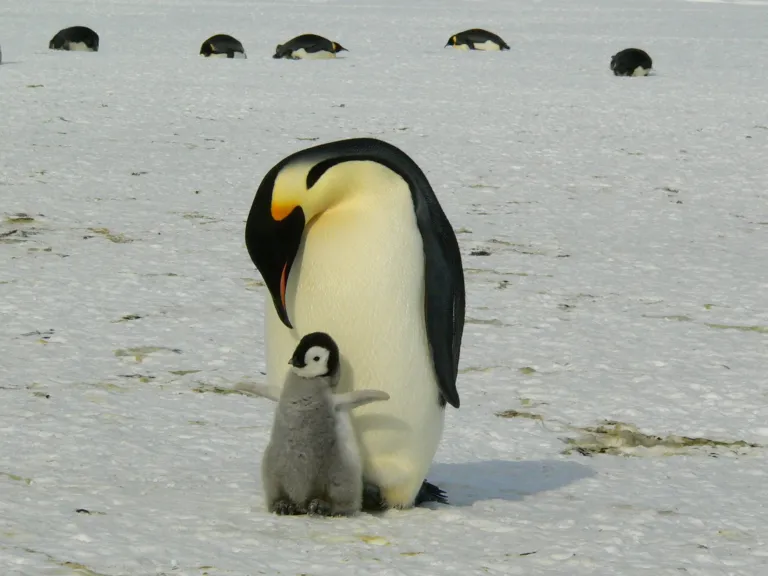 Moeder pinguïn met kleintje in het poolgebied