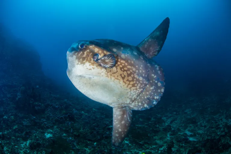 Sunfish
