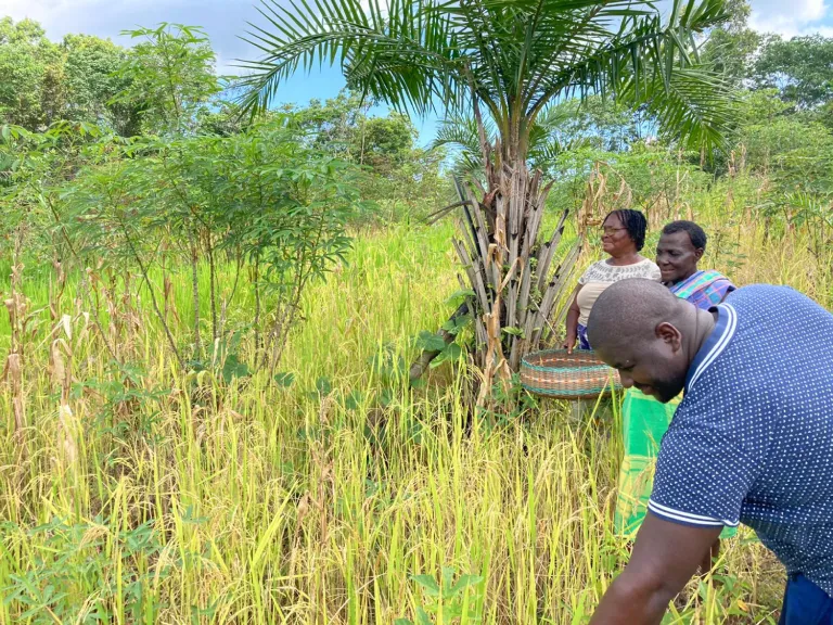 Onderzoeker Nicholaas Pinas op een rijstveld in Suriname