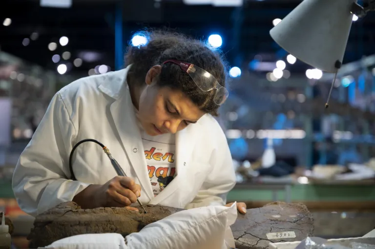 Yasmin Grooters working on fossils in the Dino lab