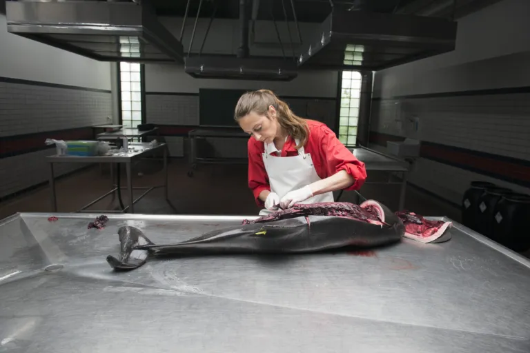 Lonneke IJsseldijk (UU) ontleedt een dode bruinvis