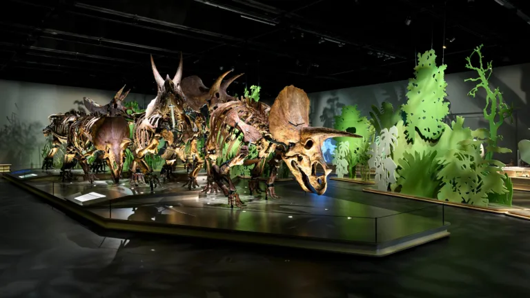 Tentoonstelling Triceratops: de kudde