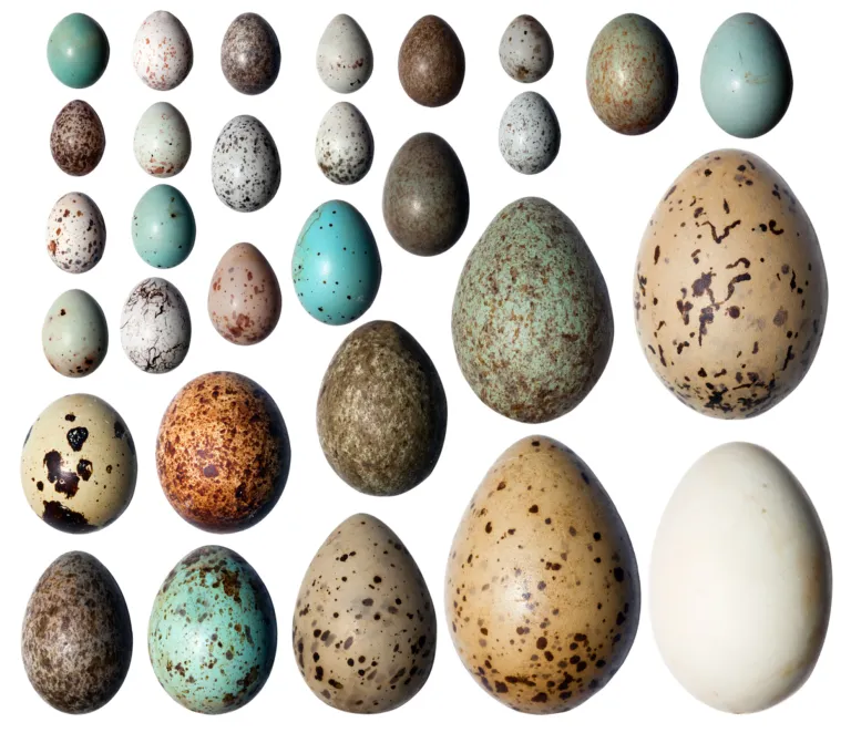 Eggs in all kinds of sizes and colours