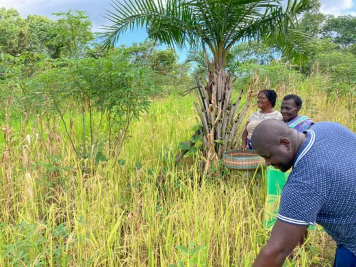 Onderzoeker Nicholaas Pinas op een rijstveld in Suriname