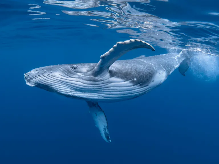 walvis