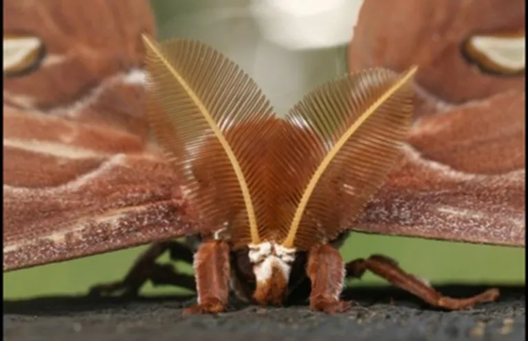 vlinder