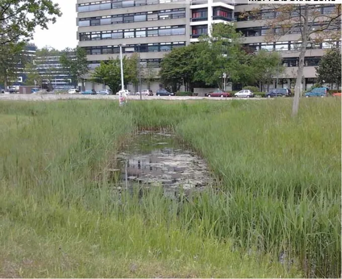 Pond in Leiden