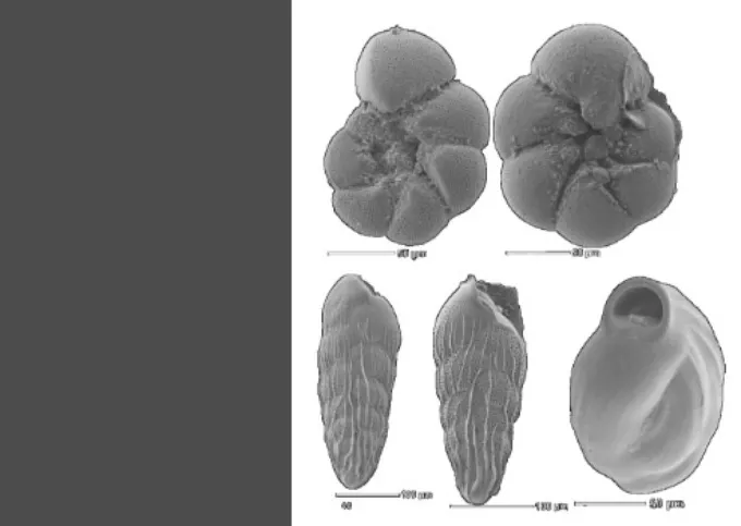 Foraminifera