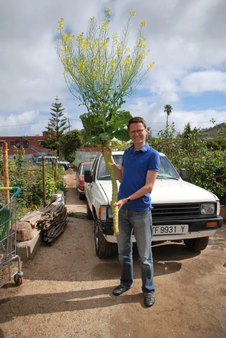 Man with cabbage Bush