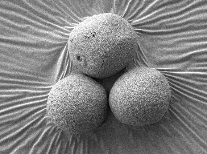 Pollen