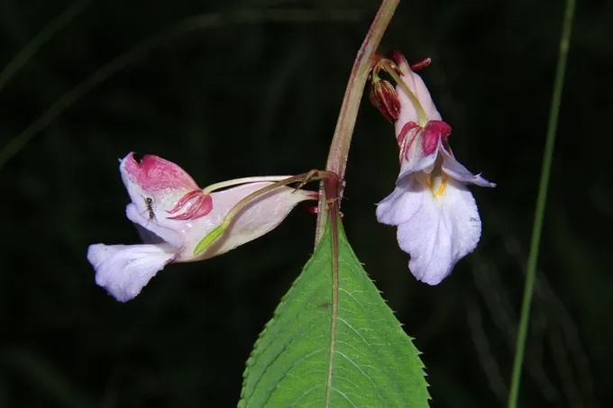 Floral development