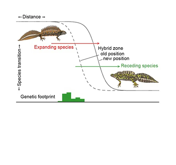 Grafiek salamanders