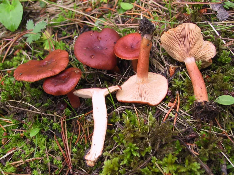 Milkcaps