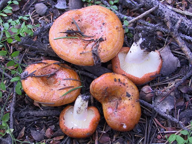 Milkcap mushrooms