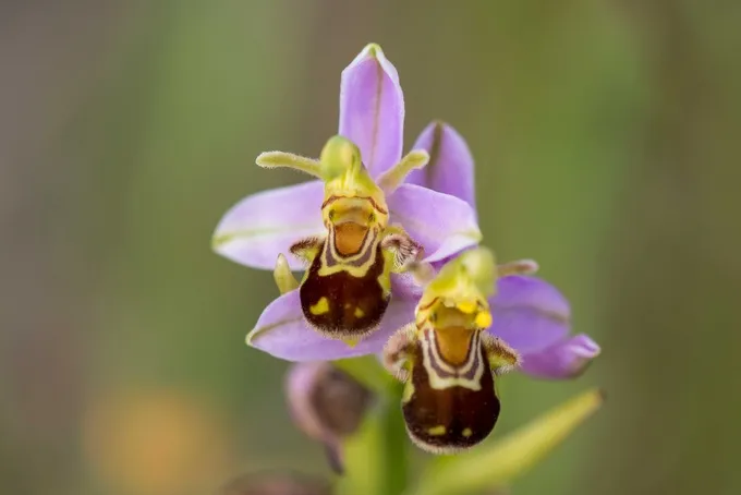 Orchidee