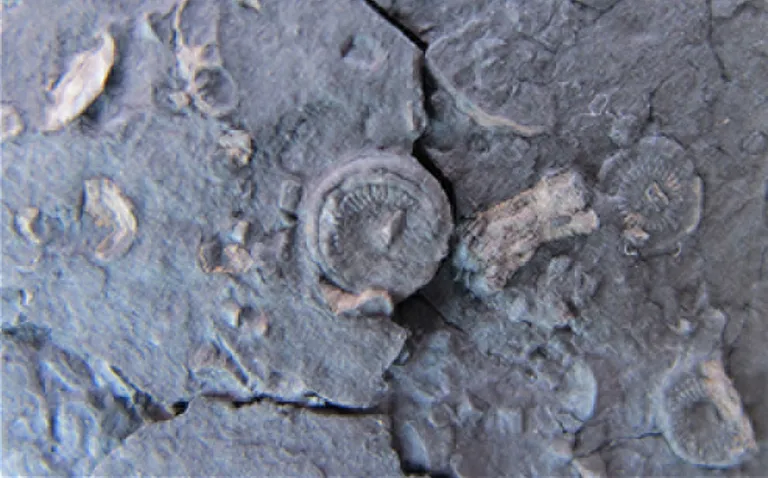 Palaeozoic crinoids