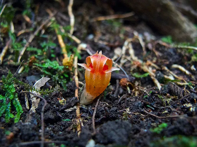 Planten en schimmels