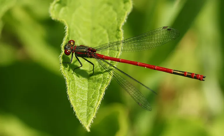 Dragonfly