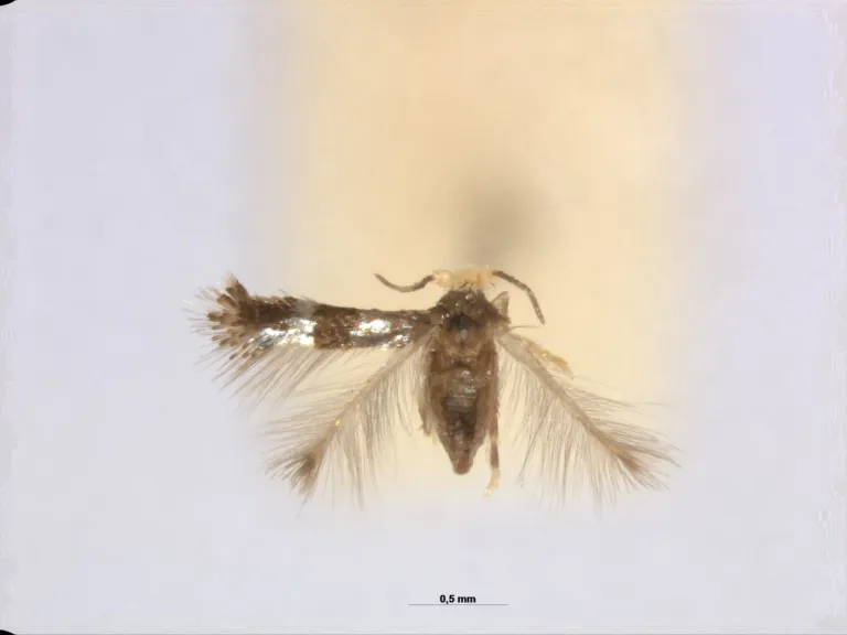 Stigmella spec. Indonesia, Tetres