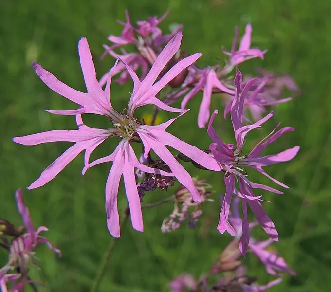 een koekoeksbloem