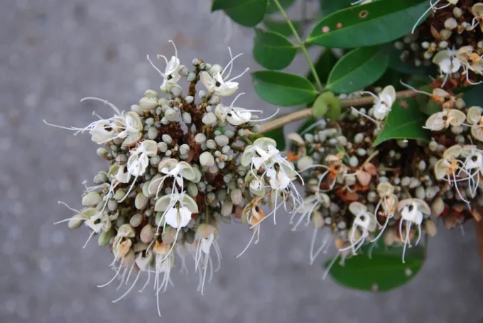 Revisions of selected angiosperm taxa