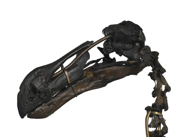 Dodo