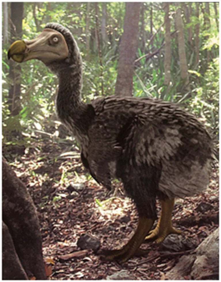 Dodo van Channel 4